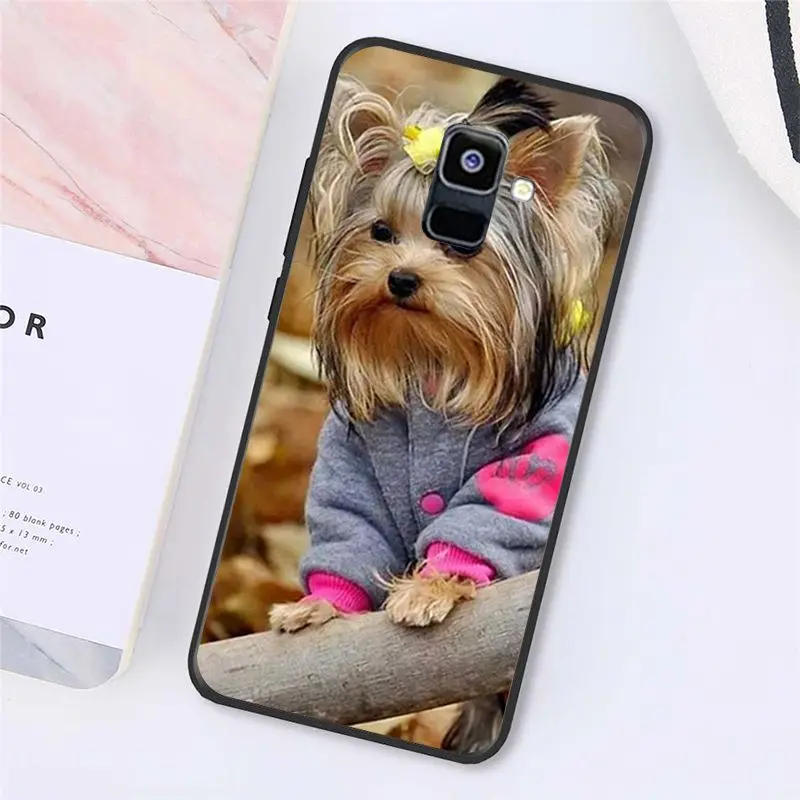 Yorkshire terrier dog