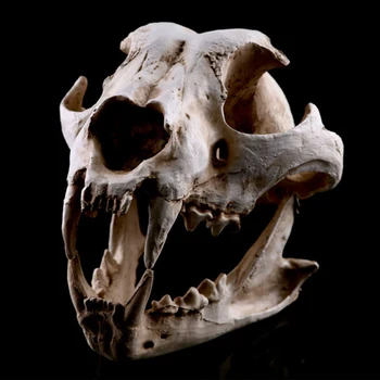 

Dogs Others Decor Skull Model Replica Dog Resin Inside The Home Decals Garden 1:1 Canine Skull Handicrafts Decoration Process