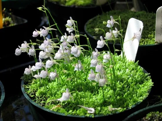 100 шт свежий настоящий Utricularia sandersonii Semillas-Плотоядный F комнатный цветок растение P-Sementes(Li-Zao