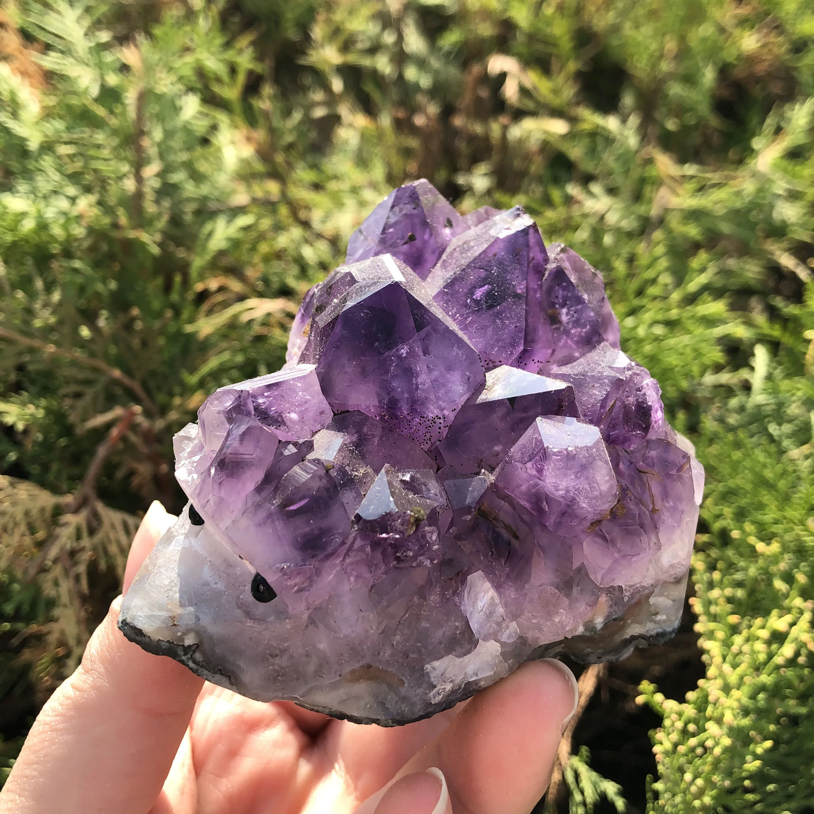 Purple Crystal Hedgehog Purple Crystal Hedgehog