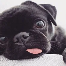 5d Сделай Сам Алмазная картина догзаказная роспись животных полный укроп мозаика вышивка крестиком вышивка украшение домашний декор