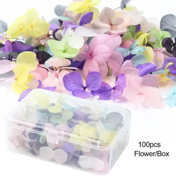 

DIY Nail Art Filler Popular Dry Eternal Flowers Beauty Nails Large Applique Decorative Jewelry Crafts Making Epoxy Filling Material