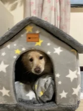 Bed-Mat Basket Kennel Sofa Dog-House Cat-Nest Puppy Cave Foldable Small Chihuahua Pet-Products