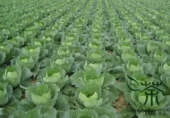 

Brassica Oleracea Common Cabbage Jie-Qiu-Ganlan