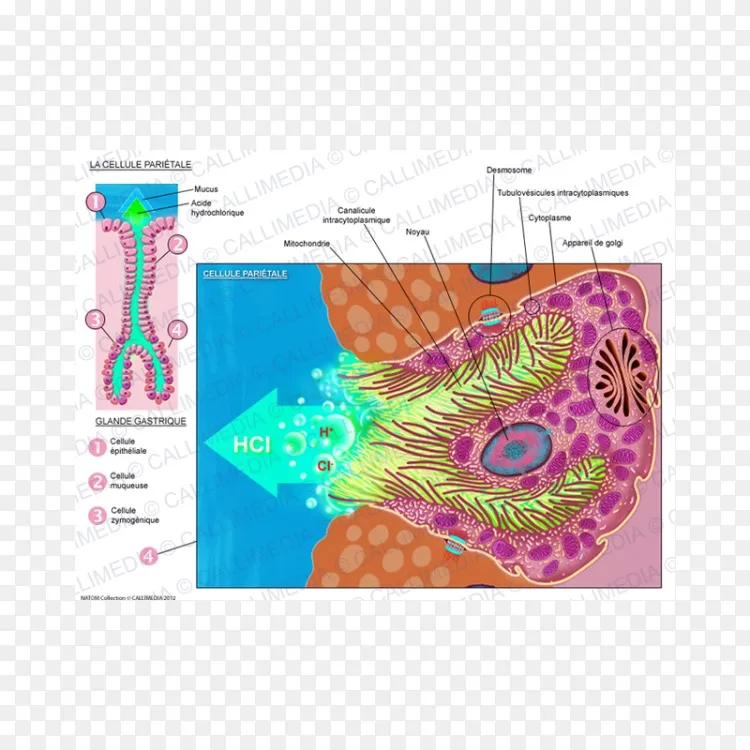 壁细胞有机体组织学壁细胞png图片素材免费下载 图片编号3529528 Png素材网