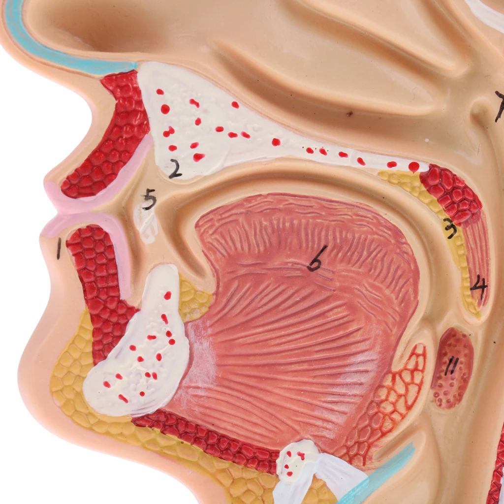 1:1 Human Nasal Cavity Throat Anatomy Model for School Anatomical Study, Lab Demonstration Models