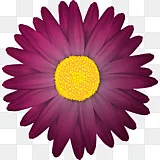 紫花植物 蓝花透明背景png图片素材免费下载 图片编号 Png素材网