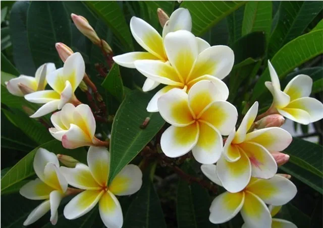 100 шт домашний сад Frangipani PLUMERIA Rubra Lei Яйцо цветок бонсаи semillas de flores