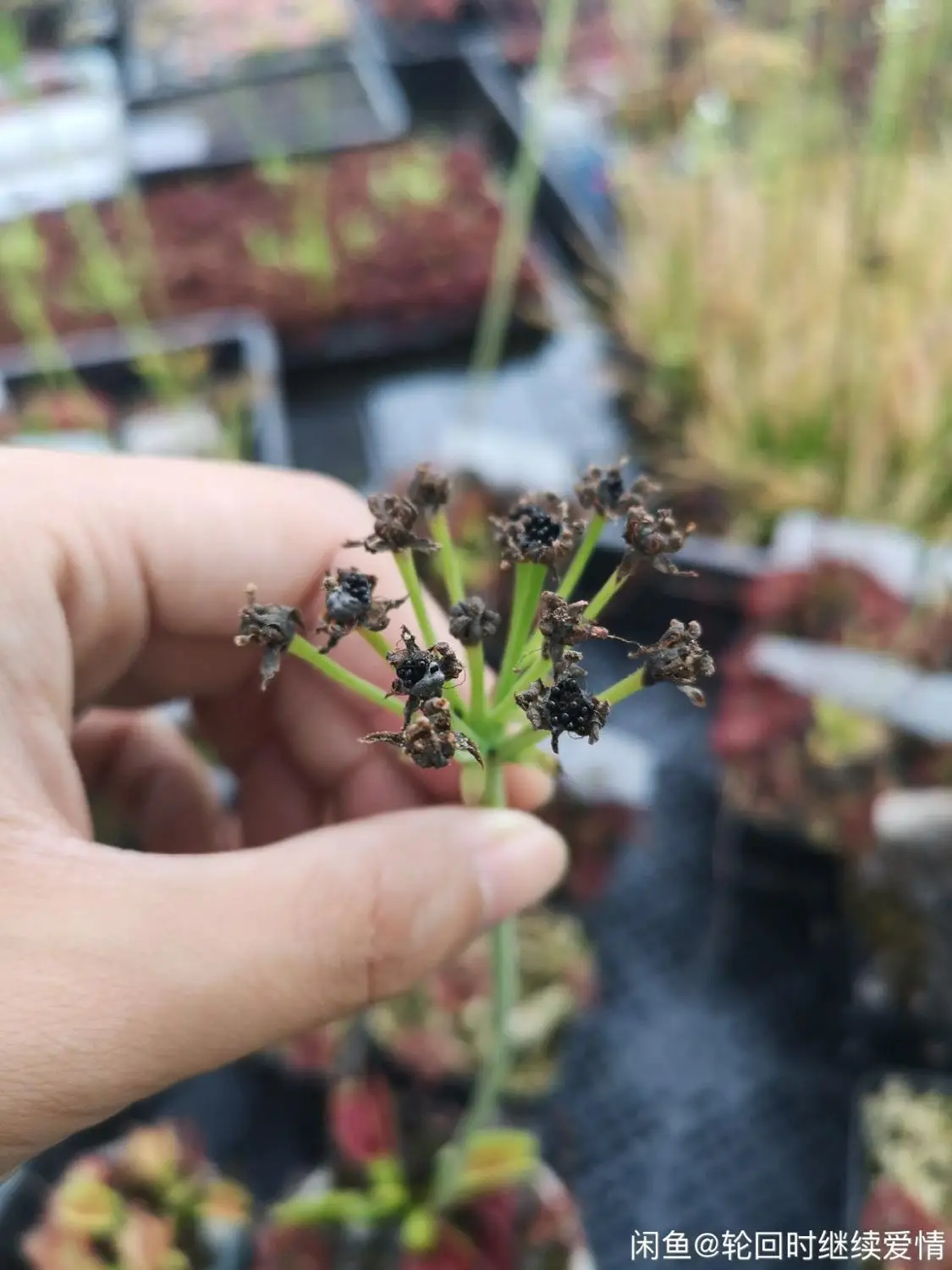 Свежий реальный Dionaea muscipola Венера Flytrap S-(Bu-ying-cao)-суккуленты Плотоядные