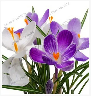 23 Самые низкие цены! 20 шт./пакет много разновидностей шафран flores ЦВЕТОК шафрана растения Шафран Крокус Плант бонсай растения для дома и ga - Цвет: 23