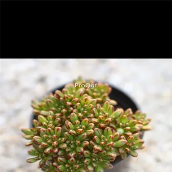 

Ngryise 2Pcs A Set Aeonium sedifolius cluster