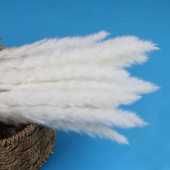 

15 Pcs Dried Pampas Bunch Small Flavorful Flower Bunch Bouquets Natural Durable Phragmites Wedding Reed Home Decor Bulrush