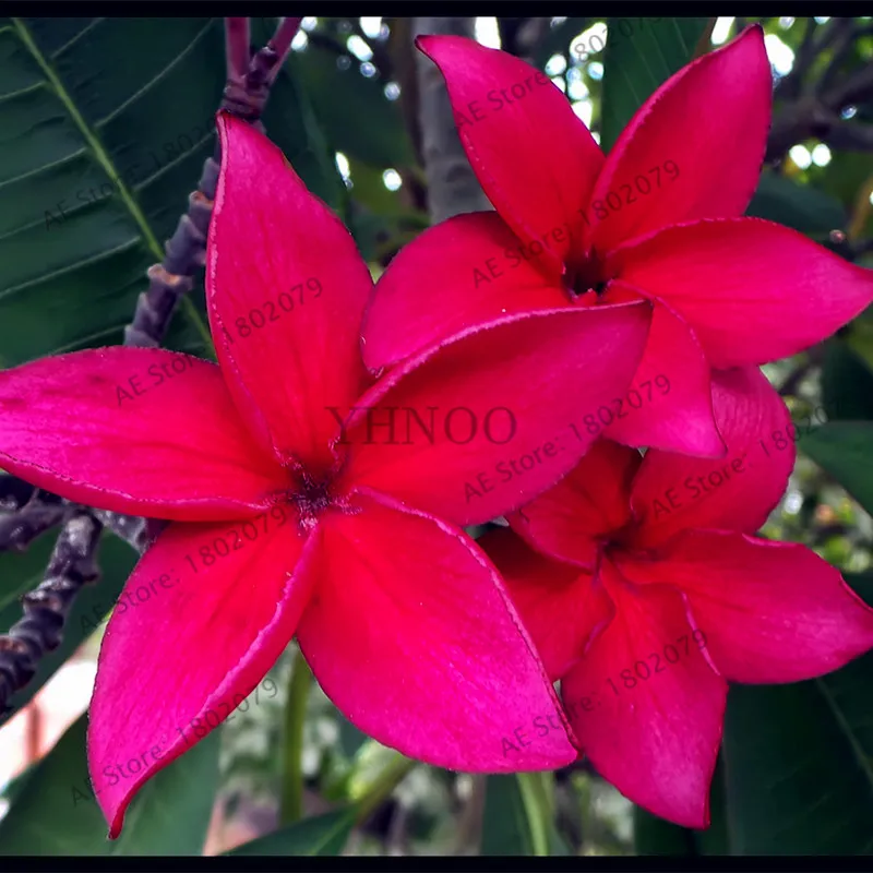20 шт./пакет разные цвета Frangipani Плюмерия красная Цветок flores, многолетнее растение бонсай растения для дома и садовое насаждение