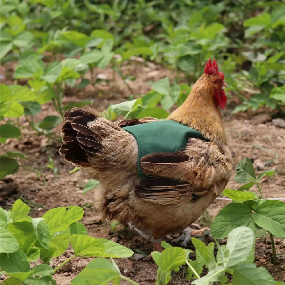 Hen Saddle Apron Feather Back Protector Single Shoulder Strap Standard Chicken Jacket Household Poultry Supplies