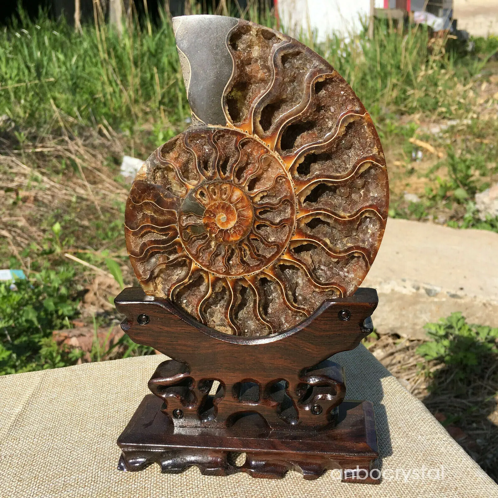 Настоящий аммонит fossil conch Crystal с лечебным действием, образцы+ подставка 1 шт