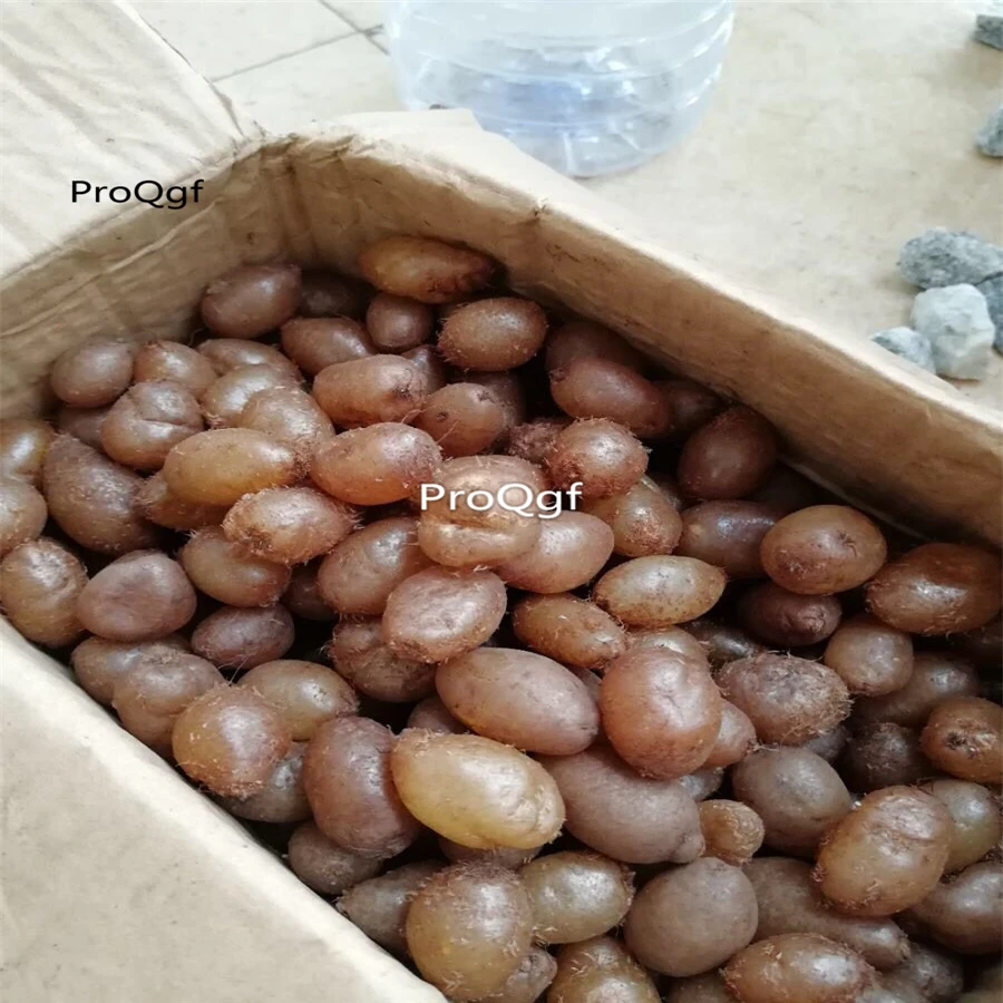 

Ngryise 10Pcs A Set Nephrolepiscordifolia shihuangpi