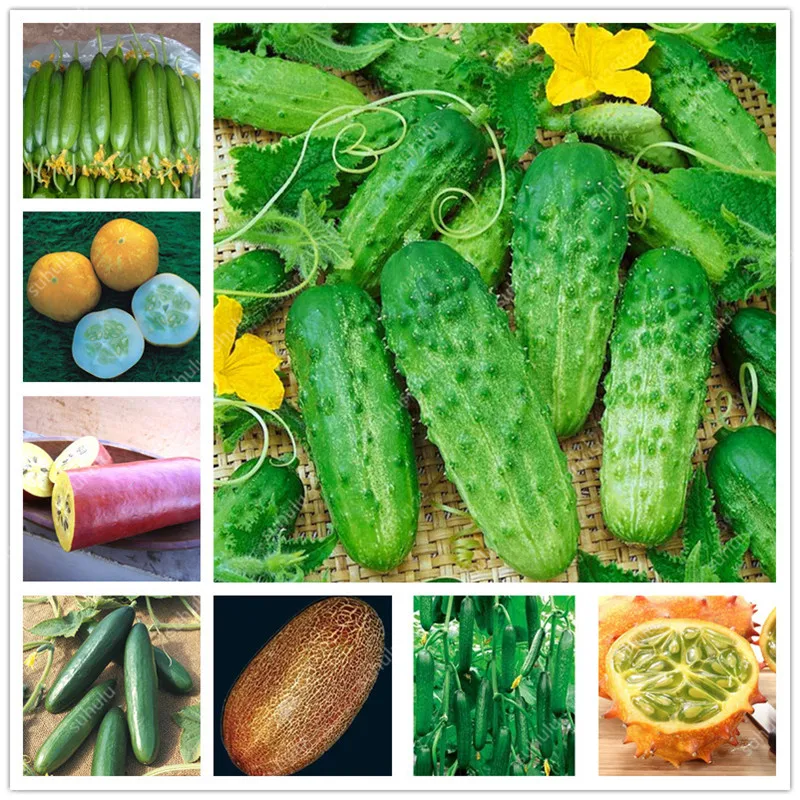 Семена Овощей Без Гмо Купить