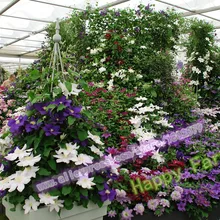 50 шт./пакет 22 вида ломонос цветы, бонсай для сада, для выращивания цветов растений, не упустите предложение только сегодня