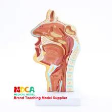 Патологическая-голова анатомическая модель орального медицинского использования нейроваскулярная носовая полость горло модель обучения медицине Mbq003