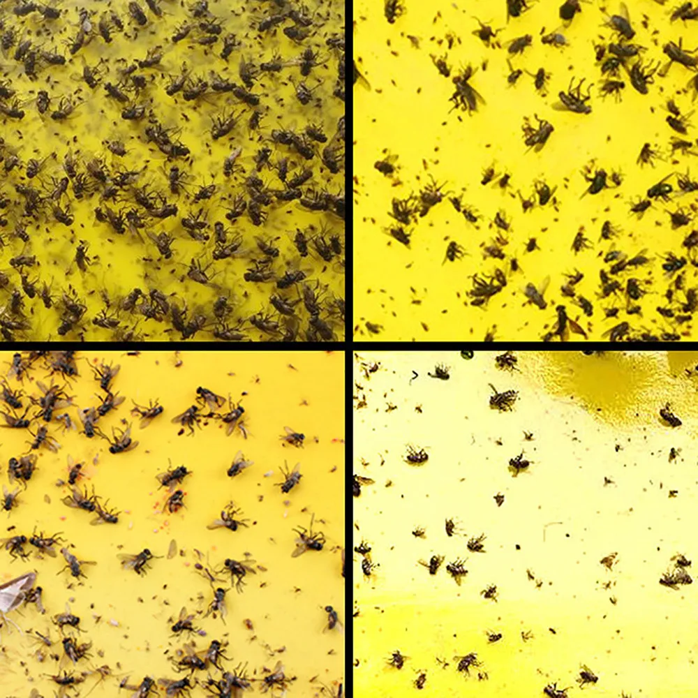 5/10/20Pcs Strong Flies Traps Bugs Sticky Board Catching Aphid Insects Killer Pest Control Whitefly Thrip Leafminer Glue Sticker 5/10/20Pcs Strong Flies Traps Bugs Sticky Board Catching Aphid Insects Killer Pest Control Whitefly Thrip Leafminer Glue Sticker