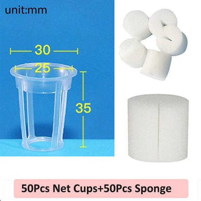 50XCup50XSponge No 1
