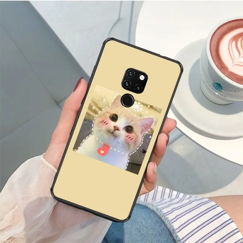 Cute funny funny kitten cat