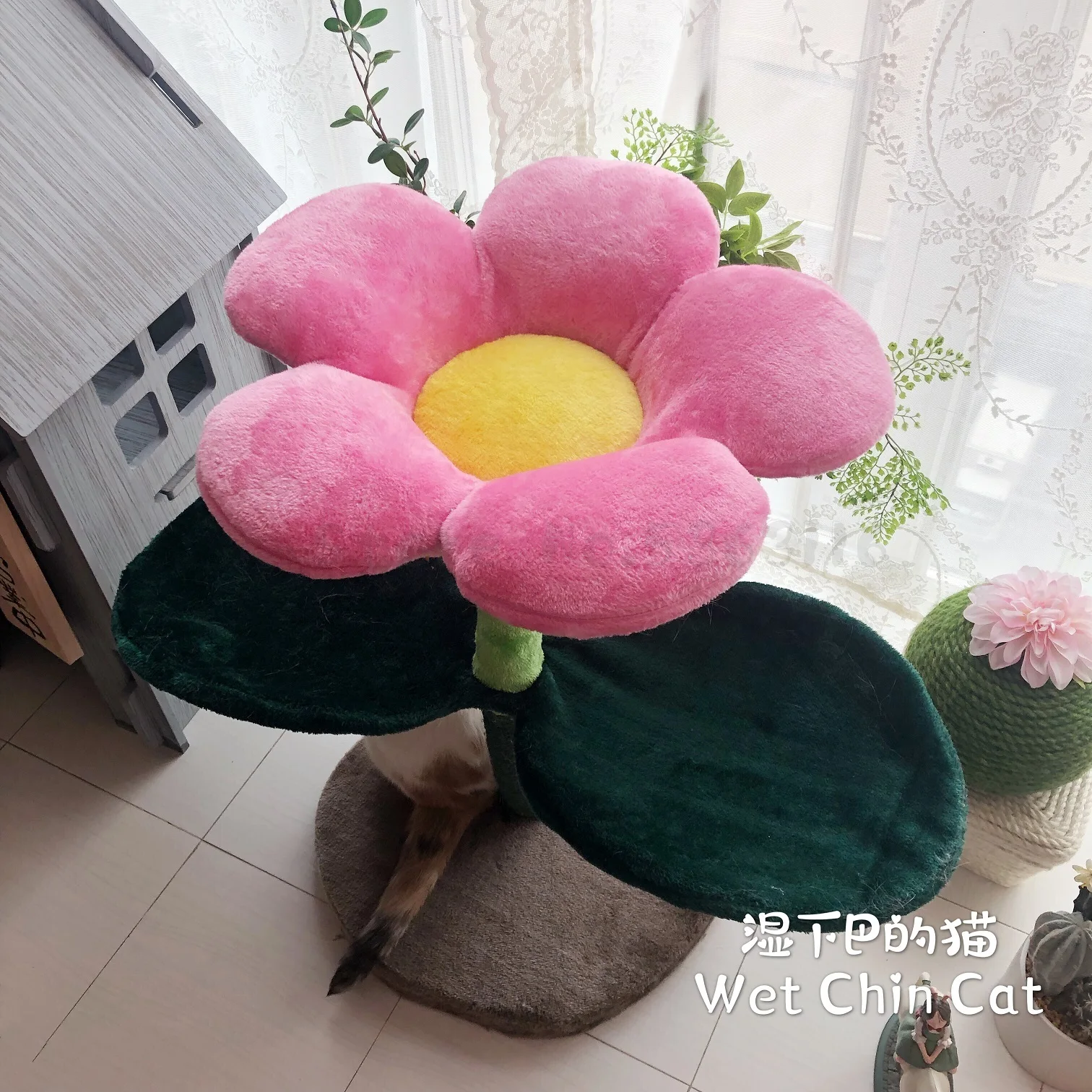 Китти счастье как цветок Кэрри цвет цветок кошка поднимается кошка игрушка кошка прыгает кошка царапина Полюс