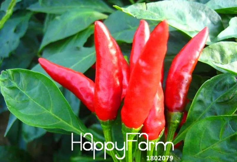 Promotion!Red Pepper Potted Garden Courtyard With a Non-transgenic Plant Organic Vegetables Pepper Bonsai 100 Pcs/Bag,#SBDHOV