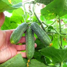 Горячая Распродажа! 100 шт огурец бонсай японский Мини огурец растительный завод органические NO-GMO Флорес для домашнего сада,# GC85TQ