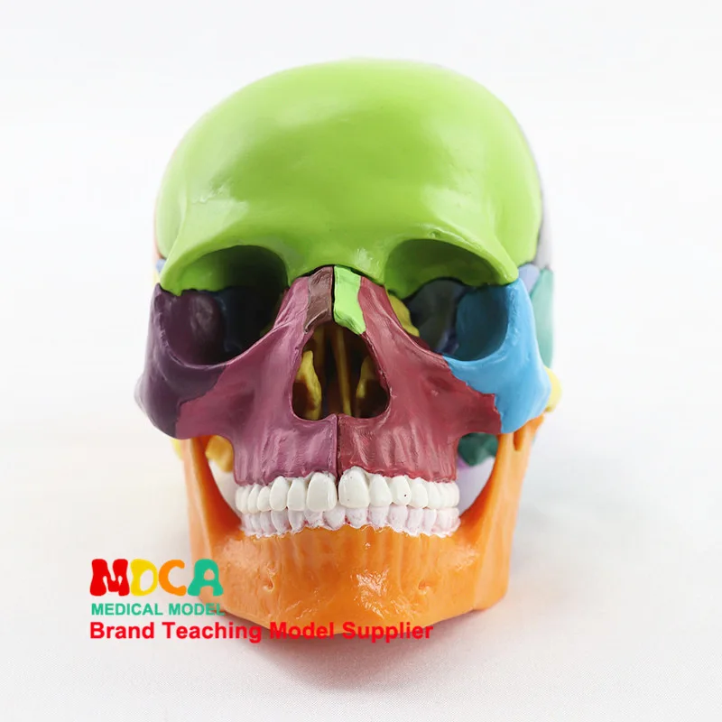 

Medicine Split 15 Parts 1: 2 Human Color Skull Model Head Skull Medical Use Teaching Mtg015