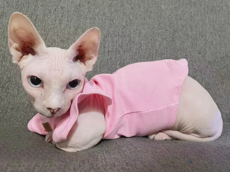 francês pequeno, Traje do filhote, colete dos gatinhos, verão, 2021