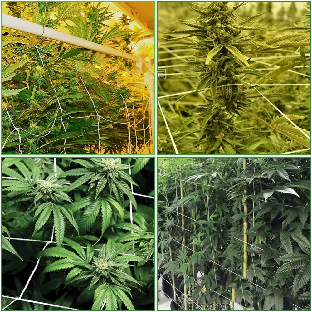 6c7adaba7ed20d61ba560d91ab101a93