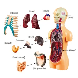 Modelo de Torso del cuerpo humano, ensamblaje de exhibición de Anatomía Humana, juguetes de aprendizaje DIY, Kits de laboratorio, herramientas de enseñanza