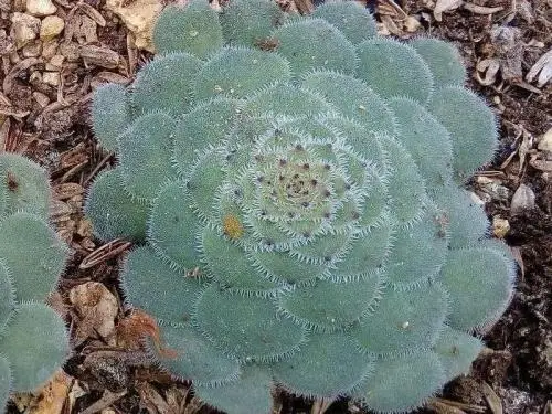 100 шт свежий настоящий Aeonium tabuliforme S-Mingjing-Succulent - Цвет: Цвет: желтый