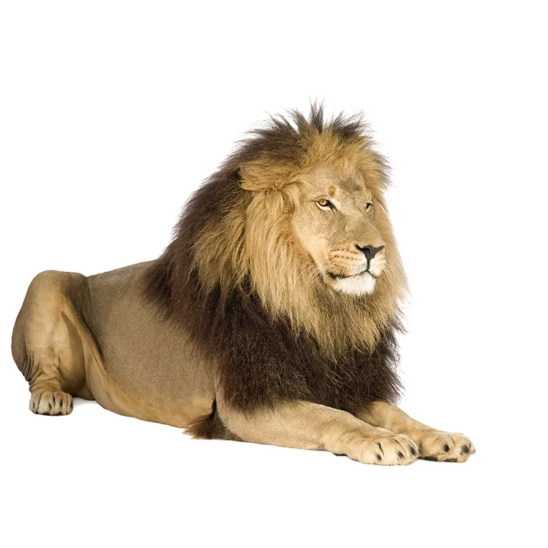 Three Ratels CX18 HD lion sticker wild animal Vinyl PVC Decal For home decoration car sticker wall stickers,car stickers,self adhesive wall stickers,toilet stickers