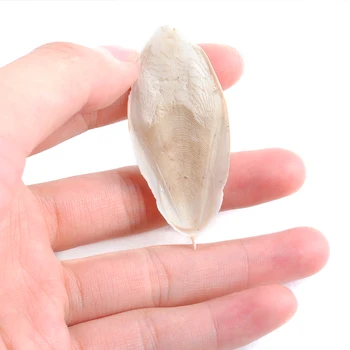 

Cuttle Fish Cuttlefish Bone For Pet Budgie Birds Reptiles Tortoise Food