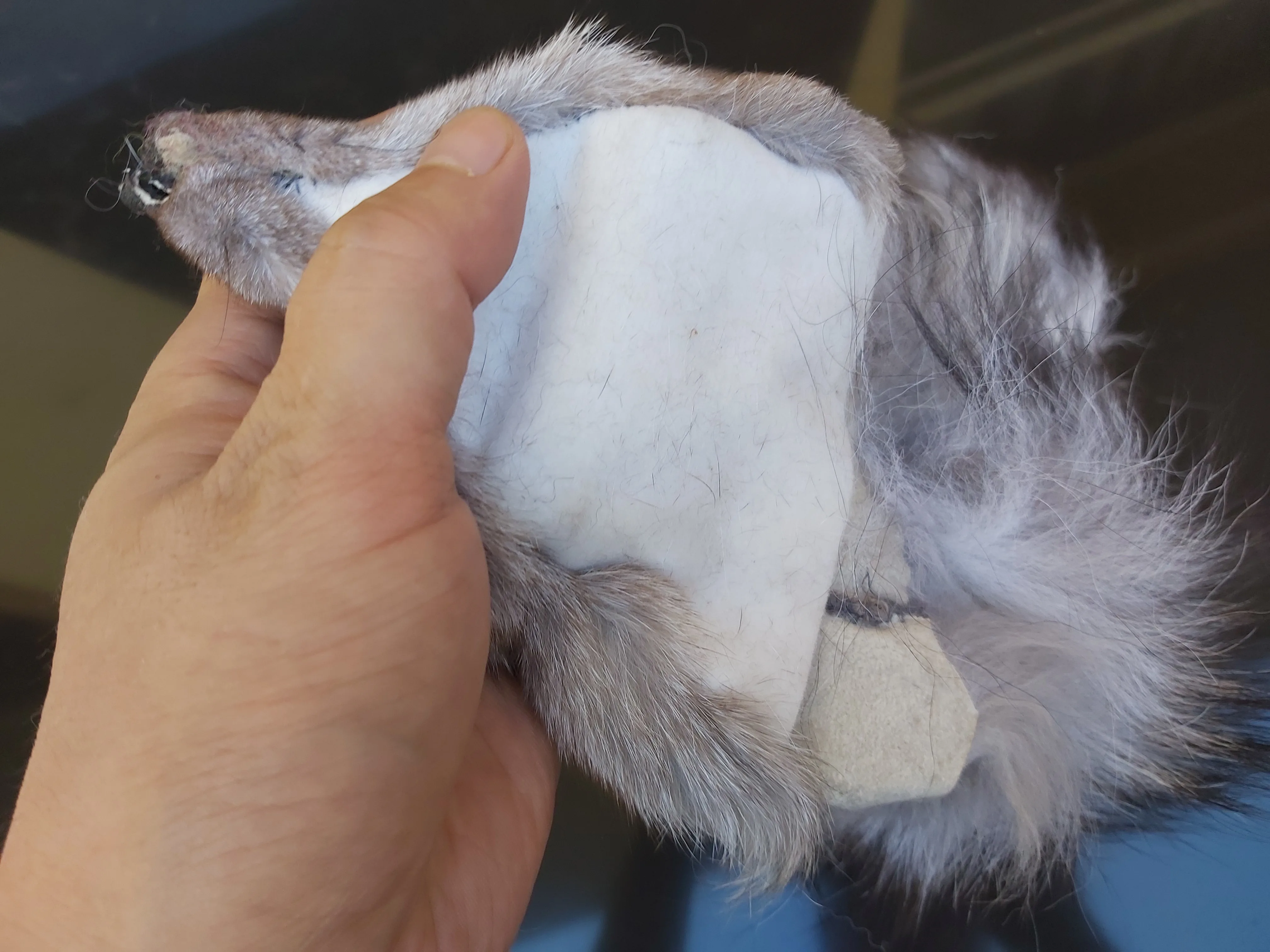 Природа Лисий хвост лисица Taxidermy хвост игрушка пушистые заглушки хвосты Фокс хвосты голова