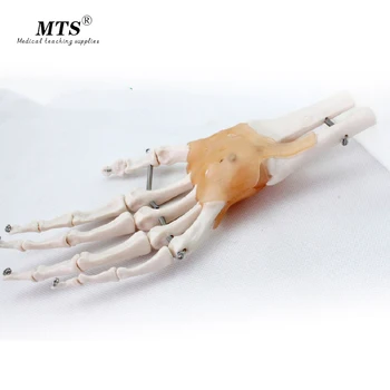 Human Hand Joint Anatomical Skeleton Model Medical Science Health Anatomy 1:1 Life Size Human Hand Joint Model anatomy medical