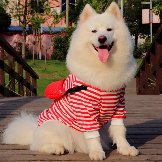 samoyed clothes