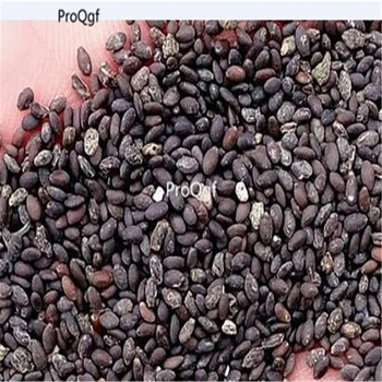 

Ngryise 6000Pcs A Set Salvia farinacea