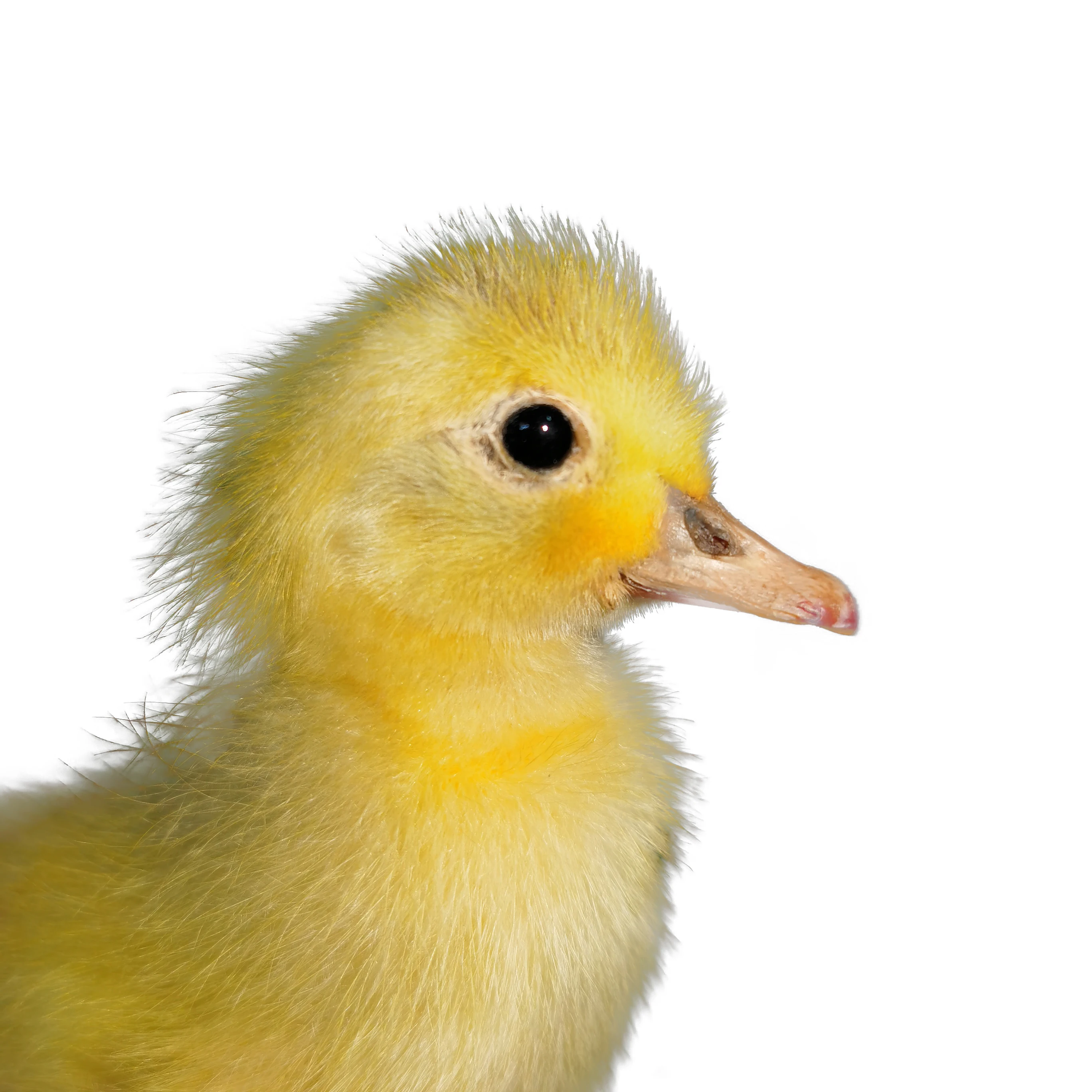 

1 Pcs Duckling Specimens/ Decorations/ Ornaments/ Taxidermy/ Children's Gifts/ Teaching Props
