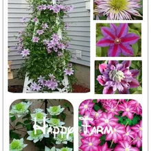 Клематис бонсай, клематис растения, клематис для домашнего сада-400 шт