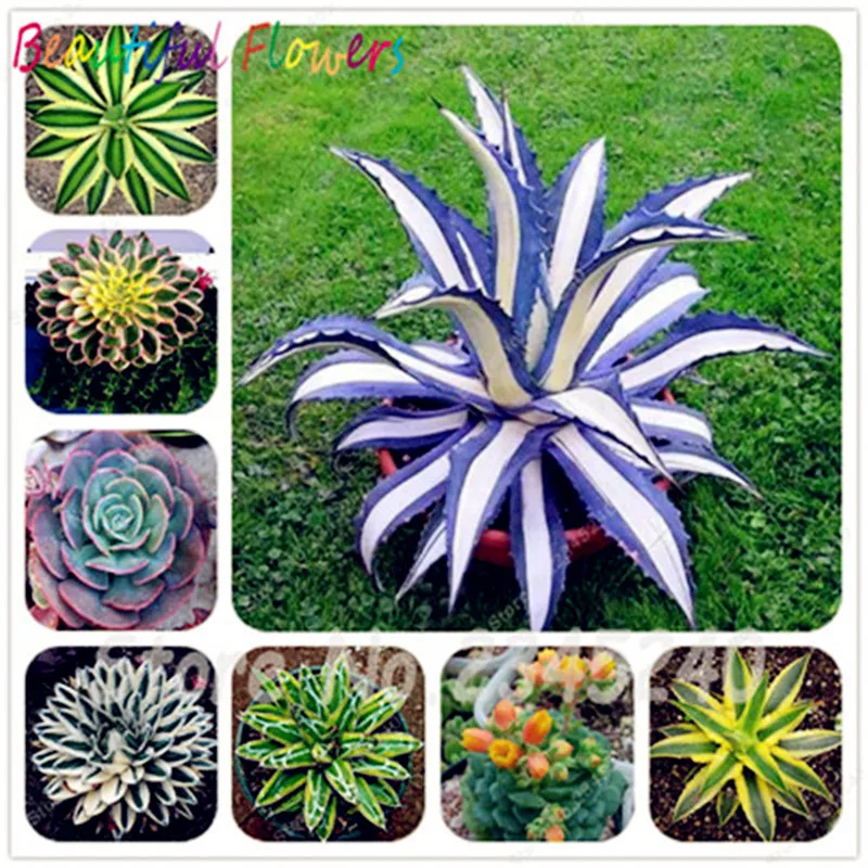 

100 Pcs/Bag Aloe Cacti Agave bonsai, Rare Succulent Plants Bonsai planta Agave-Americana Potted Agave Plants For Home Garden