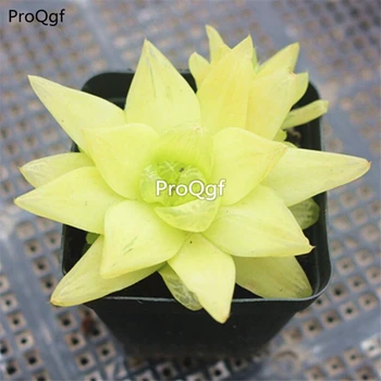 

Ngryise 3Pcs A Set Haworthia cymbiformis huangjin