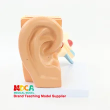 Демонтаж 3 части анатомической ушной модели ушной раковины внутренний ушной лабиринт модель ушной раковины обучение медицине мед001