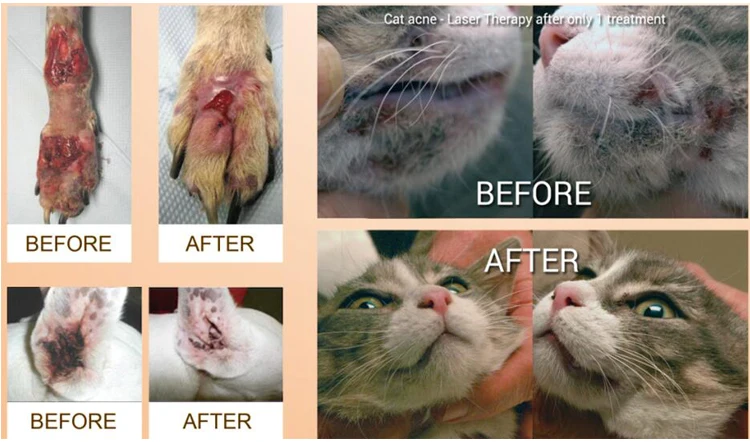 750-2veterinary use for Animals Dogs Horses Cats Animals pets wound healing pets clinic Pain Relieve cold laser therapy instrument