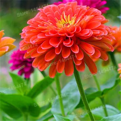 100 шт Разноцветные Цинния Флорес, бонсай цветочные растения в горшках, редкие весенние цветы растения для домашнего сада - Цвет: 14