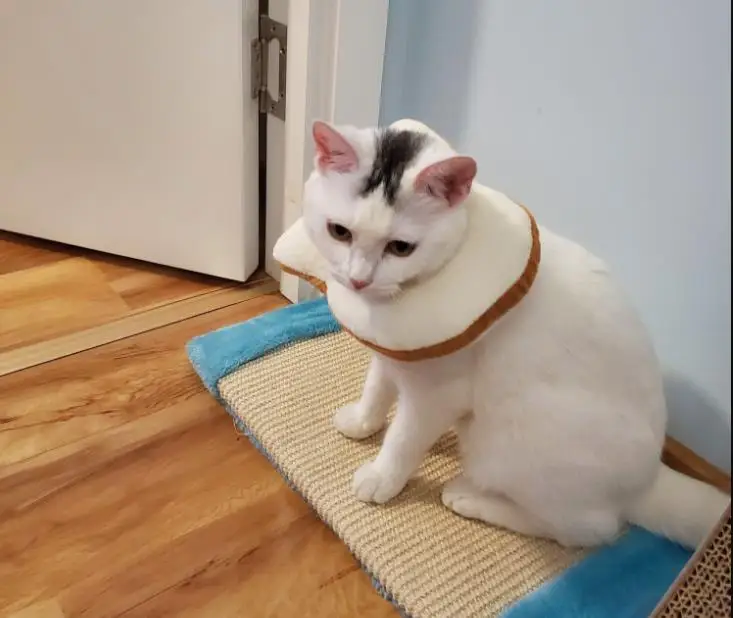 Забавные домашние головные уборы для кошек, тосты, головные уборы, милые головные уборы, головные уборы, шляпы, костюмы для косплея