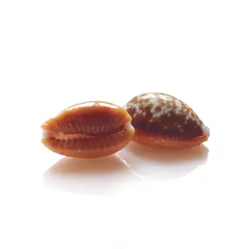 

Feng Shui natural conch aquarium fish tank decorative landscaping Erosaria helvola helvola