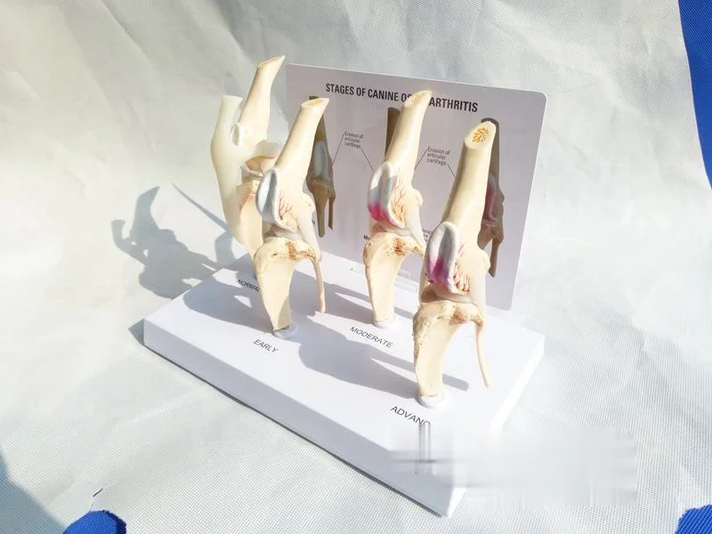 Veterinary Canine Osteoarthritis 4-stage Dog Knee Canine/Dog 4 Stage Knee Arthritis Anatomy Anatomical Model Skeleton